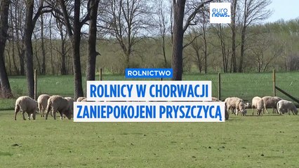 Wśród chorwackich rolników rosną obawy o rozprzestrzenianie się pryszczycy