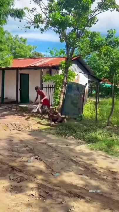 Funny video short video