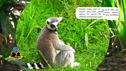 Inside Madagascar: The Island of Strange Creatures and Sacred Lands