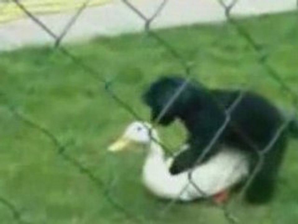 Poor_duck