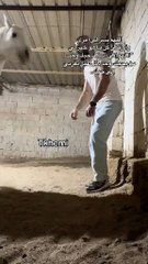 اللهم يسر لي امري ARBIAN HORSES