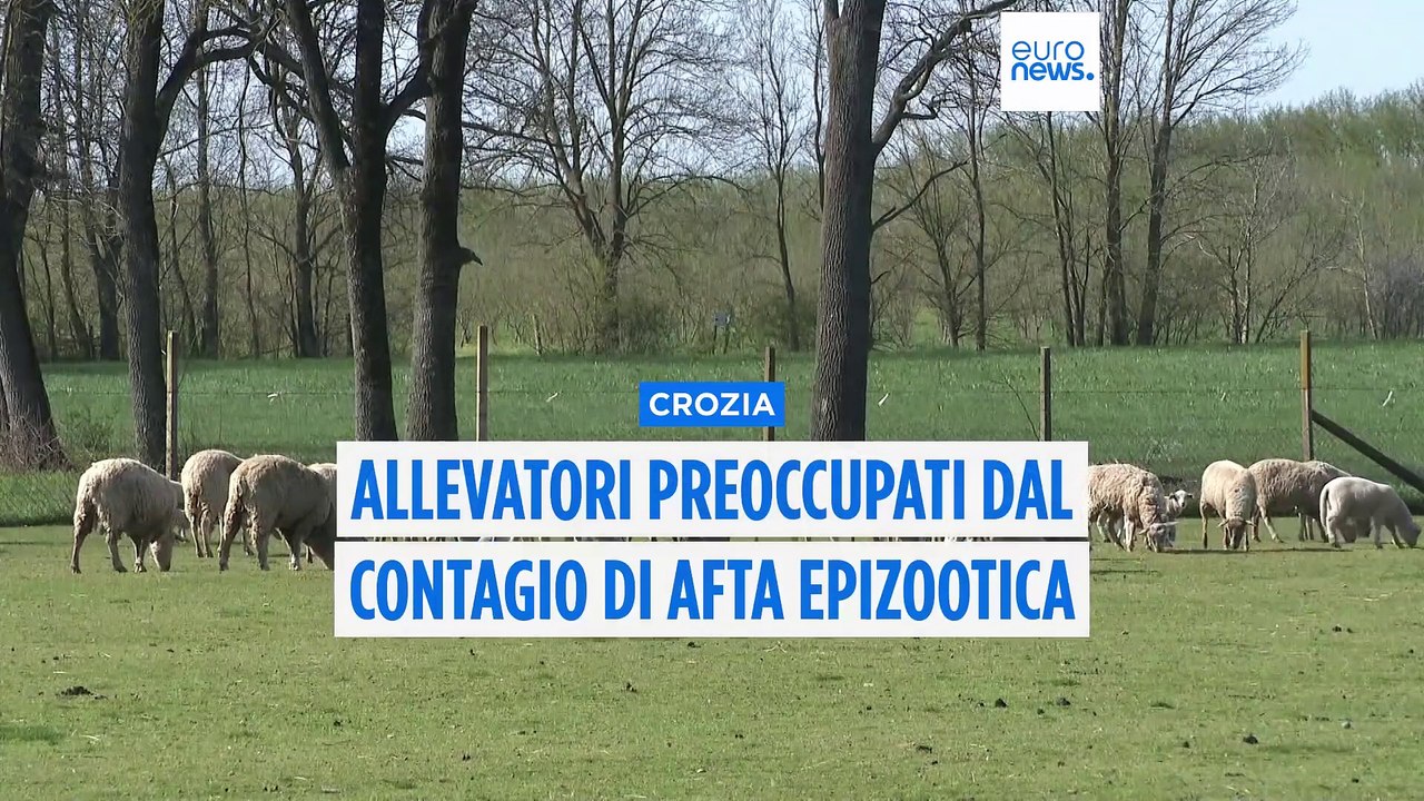 Croazia, cresce la preoccupazione tra gli allevatori per la diffusione dell'afta epizootica