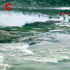 Nesli tükeniyor! Kızılırmak'ta su samuru görüntülendi