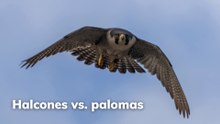 Halcon vs Paloma