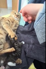 Cute animals 😼😂 #short #pets #viralvideo