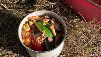 Pig Feeding Day at Golden Hill Farm: Free-Range Bliss ||