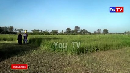 Number daar SHO Bhains Chor Musaliyo Tafteesh Funny Video | Most Comedy Funny Video | Numberdar Hd 2025