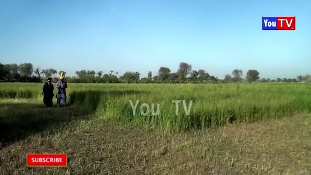 Number daar SHO Bhains Chor Musaliyo Tafteesh Funny Video | Most Comedy Funny Video | Numberdar Hd 2025