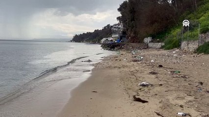 Sinop'ta 2017'den bu yana 130 ölü yunus karaya vurdu