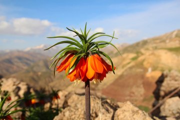 Koparanı ağlatıyor! ''Ağlayan gelinler'' çiçek açtı