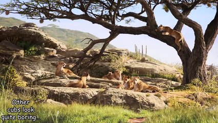 The Lion King & Mufasa _ Opening Scenes Recap