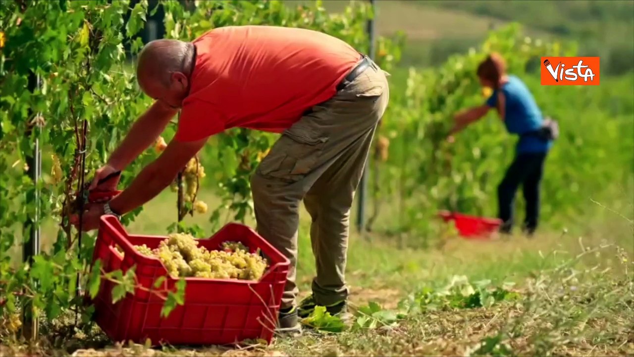 Le donne di Coldiretti al Vinitaly raccontano la vendemmia "green"