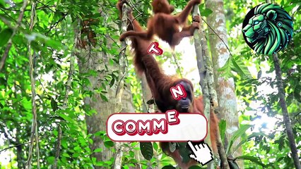 This Ape Is Smarter Than You Think