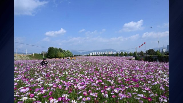 [경기] 한강 변 '구리 코스모스 축제', 경기도 우수 축제 선정 / YTN
