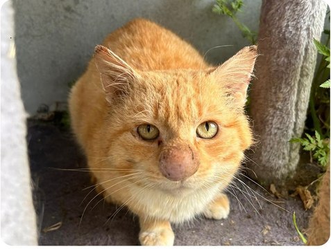 Rescue cat Barney finds hope after being found in Dungannon Forest with baffling nose condition - Northern Ireland charity appeals for donations