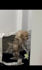 Cute Puppy  | Paws & Love: The Cutest Puppy Ever | Tails of Cuteness | Puppy Eyes & Happy Sighs