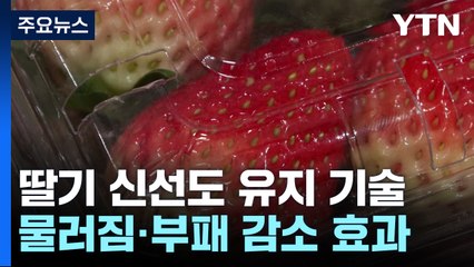 [녹색] 딸기 신선도 유지 기술로 수출 경쟁력 높인다 / YTN