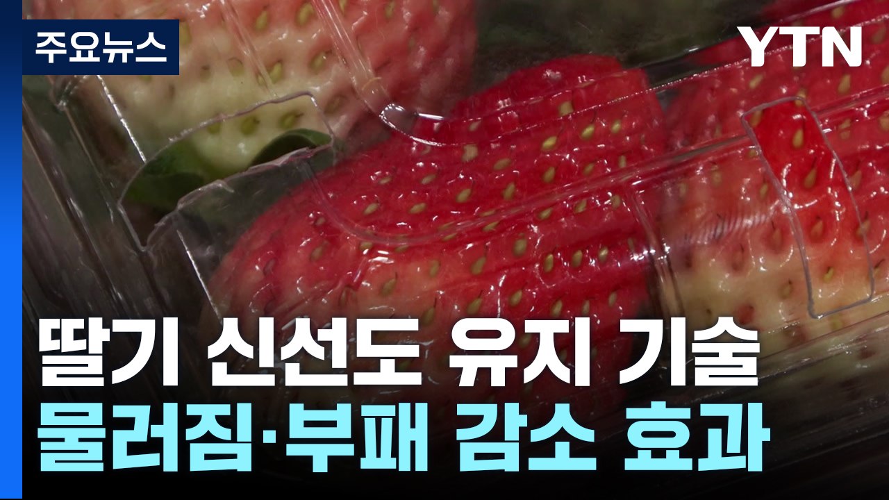 [녹색] 딸기 신선도 유지 기술로 수출 경쟁력 높인다 / YTN
