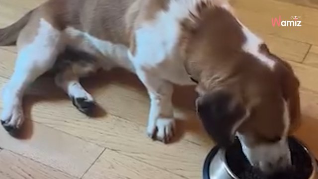 Il pense faire sa demande en mariage pendant une randonnée : un petit intrus bouscule toute leur vie (vidéo)