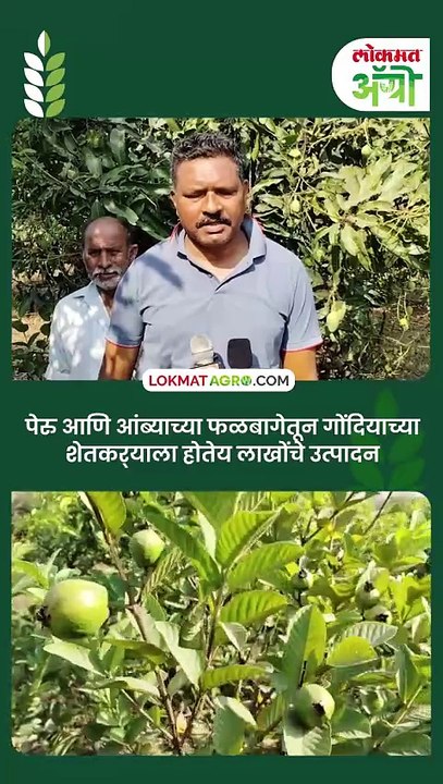 पेरू आणि आंब्यामुळे शेतकरी बनला लखपती