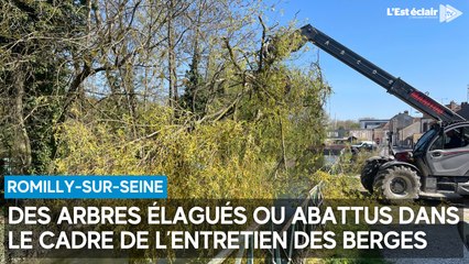 Des arbres élagués ou abattus pour entretenir les berges à Romilly-sur-Seine