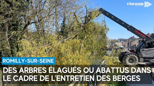 Des arbres élagués ou abattus pour entretenir les berges à Romilly-sur-Seine