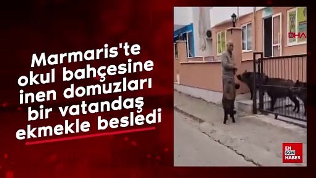 Marmaris'te okul bahçesine inen domuzları bir vatandaş ekmekle besledi