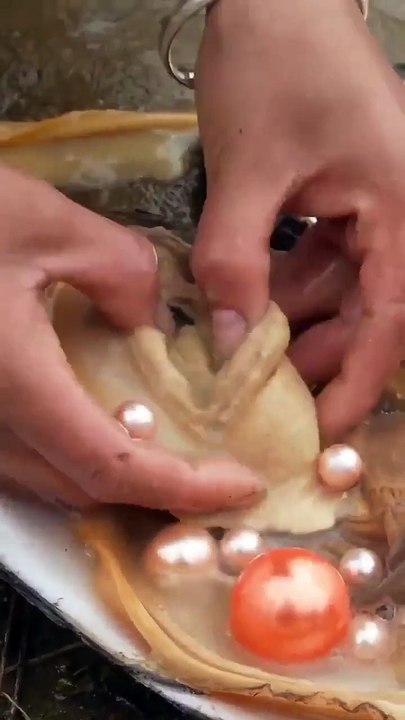 Mutiara biru orange yang indah dalam satu cangkang