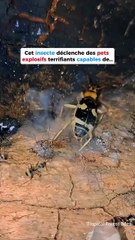 L'insecte qui produit des gaz mortels 😱