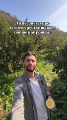 Croquer le citron comme une pomme, c'est possible !