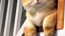 How long you can left your cat alone?