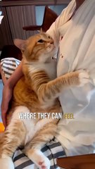 How to build your cats trust