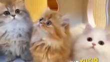 How to make your cat admire you more