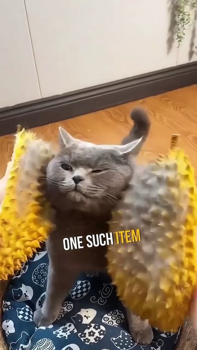 5 things that fascinate your feline friend