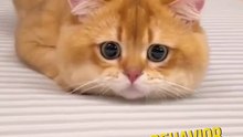 Why do cats wiggle?