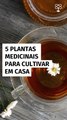 5 plantas medicinais para cultivar em casa