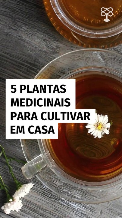 5 plantas medicinais para cultivar em casa
