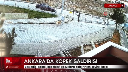 Ankara'da beslediği sokak köpekleri çocuklara saldırırken seyirci kaldı
