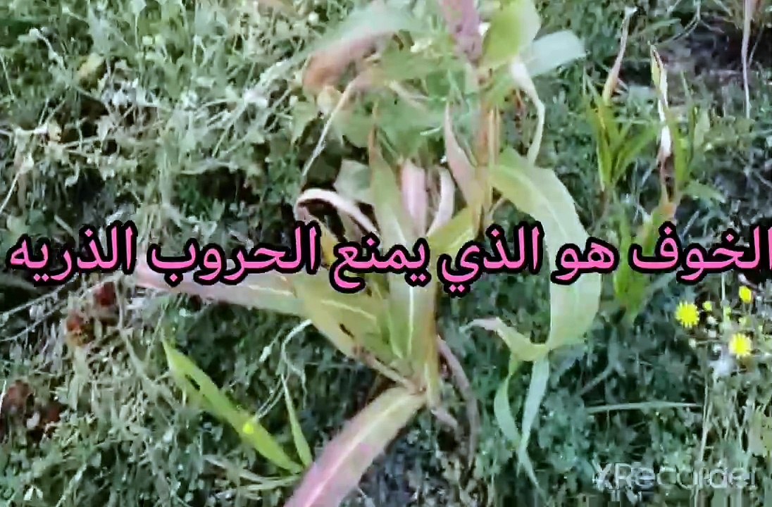 نقي قلبك الخوف هو الذي يمنع الحروب الذريه
