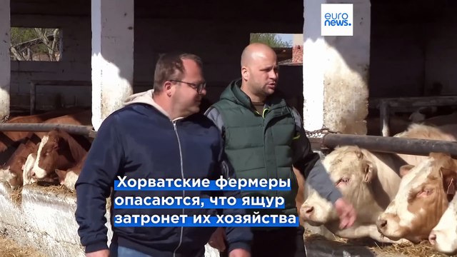 Хорватия обеспокоена распространением ящура. Венгрия выясняет, как вирус попал на ее территорию