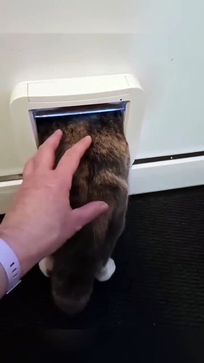 Try Not To Laugh: 20-S Compilation of Clumsy Kitty Moments! #funnycats #kittenfails #cattok