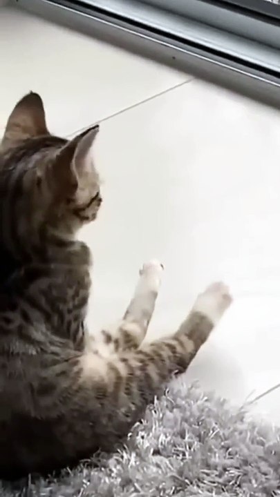 When Kittens Go Viral: Adorable Chaos You Can’t Scroll Past! 🐱💥 #cattok #funnycats #kittenfails