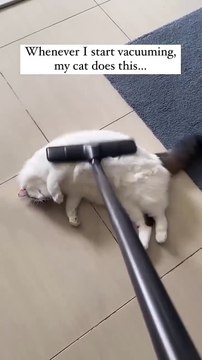 Kitten Chaos: 25 Seconds of Adorable Cat Moments You’ll Rewind! #cattok #funnycats #kittenfails