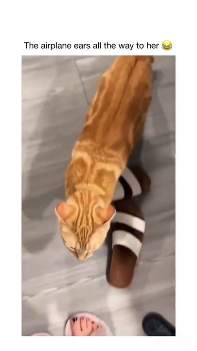 The Purr Therapy You Need Today: 30-Second Kitten ASMR Compilation 🐾 #cattok #funnycats #kittenfails