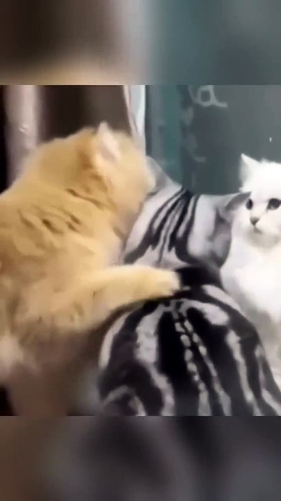 You Can't Skip This: 15-Second Masterclass in Cat Shenanigans 🎓🐱 #cattok #funnycats #kittenfails