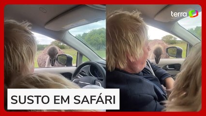 Ex-primeiro-ministro britânico é atacado por avestruz durante passeio nos EUA