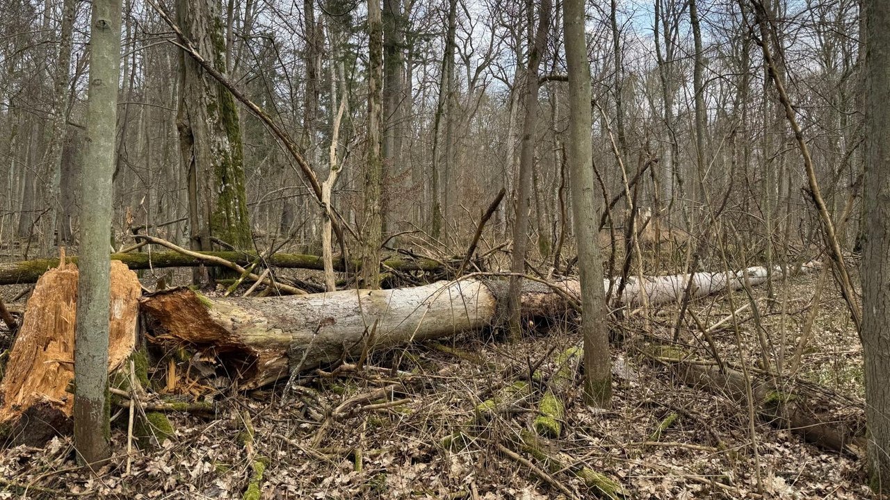 Bosque de Białowieża, Polonia