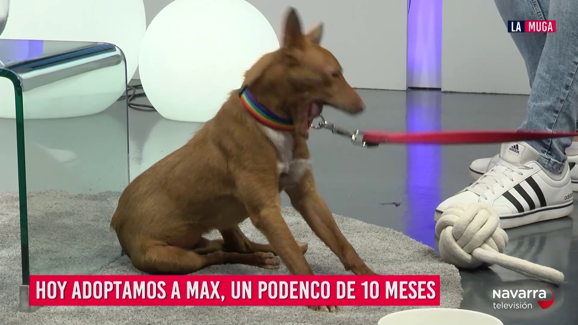 Max, un podenco de 10 meses que busca a su familia en SOS Tudela Animal