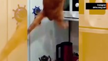 Eğlenceli video: Dünyanın en yıkıcı, sakar ve komik kedilerine göz atın