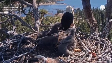 Baby eaglets tussle until mom steps in